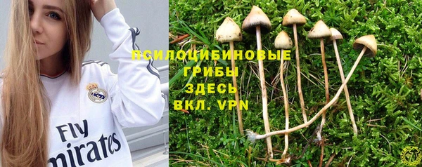 прущие грибы Лабытнанги