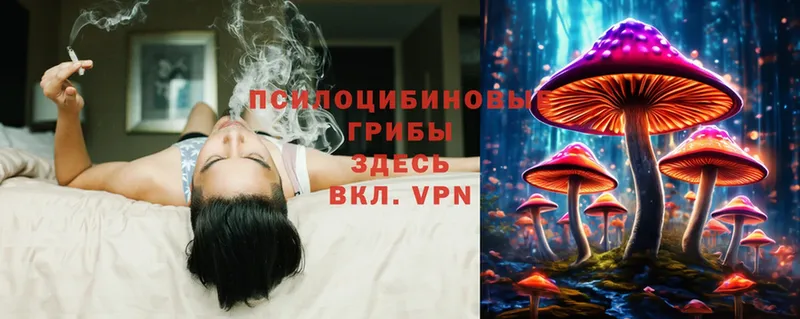 Галлюциногенные грибы Psilocybe  закладки  Новошахтинск 